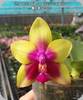 Phal. Miki Mok Choi Bear Queen 774